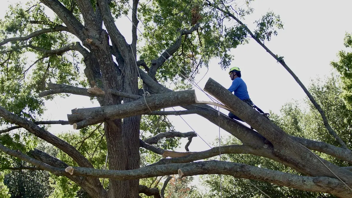 Professional Crown Thinning performed by certified arborists in Childress