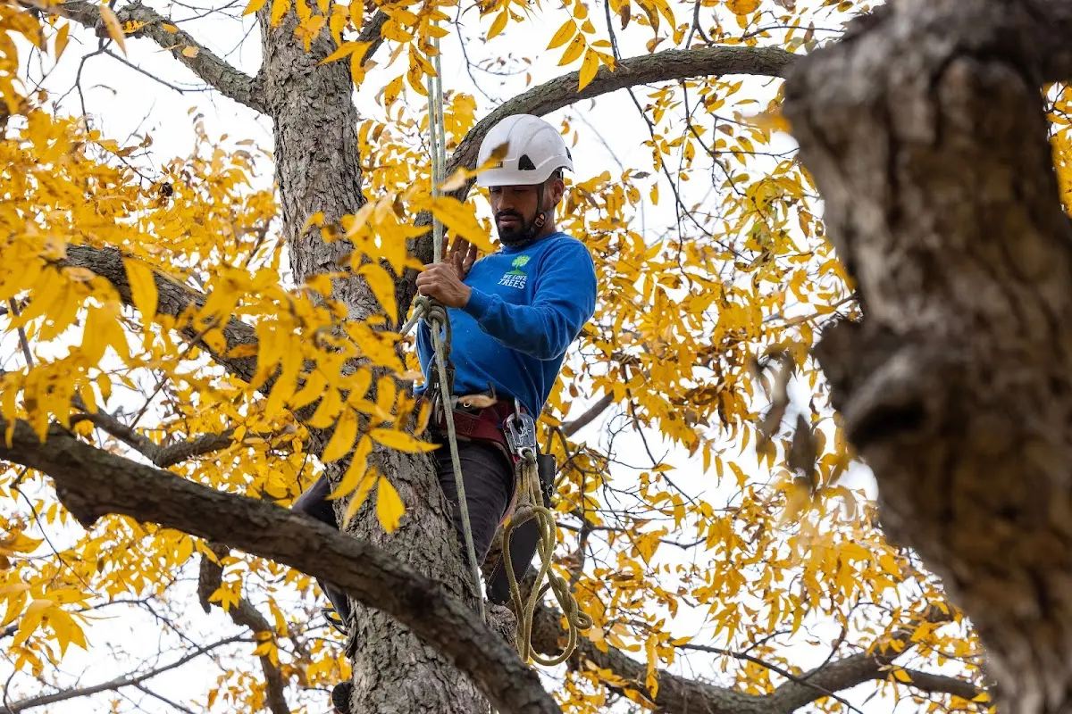 Skilled Tree Planing crew working in Childress
